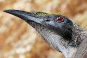 Helmeted Friarbird (Philemon buceroides)